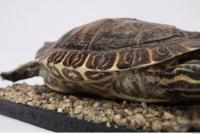 tortoise shell 0007